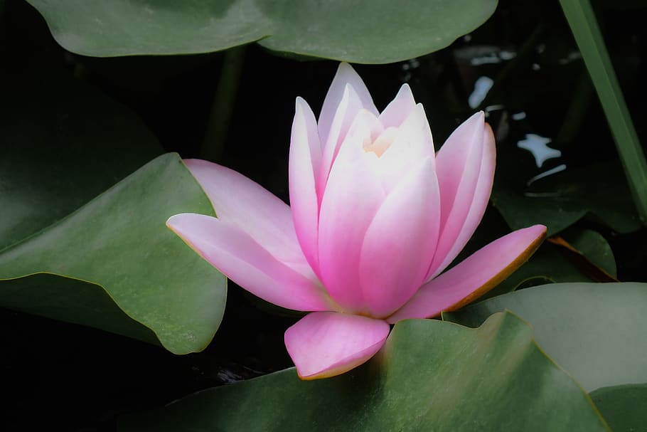About Lotus Flower In Malayalam Language Best Flower Site
