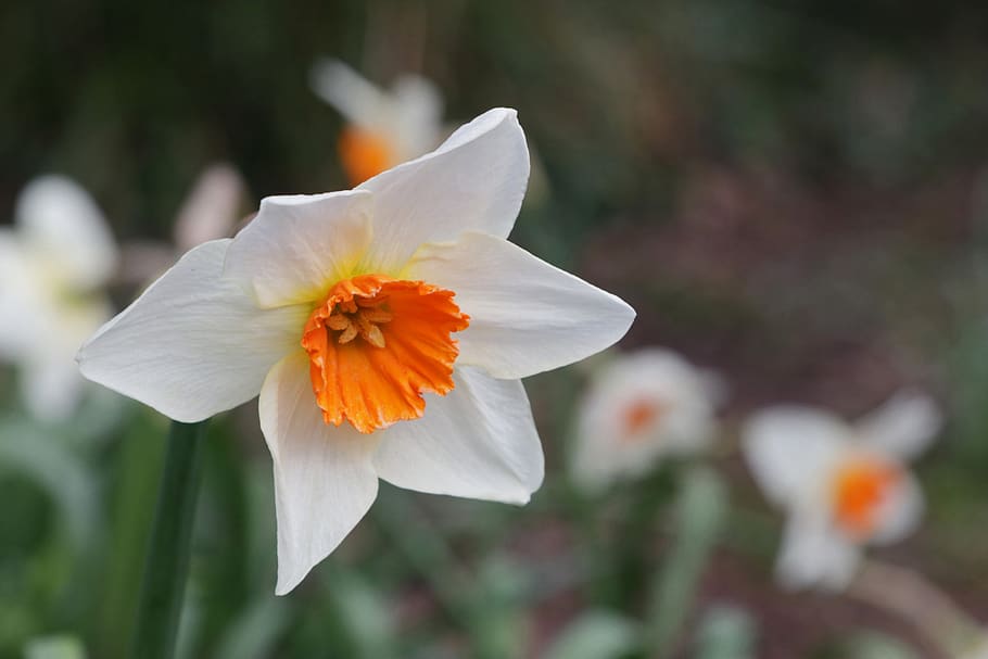 daffodil, spring, flower, easter, flowering plant, fragility HD wallpaper