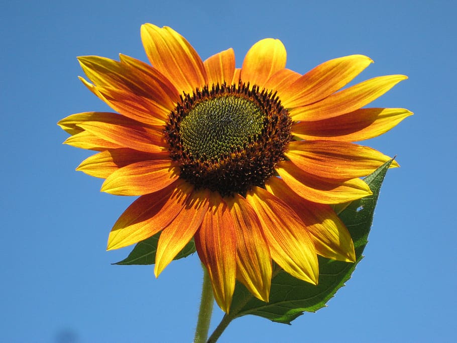 Sunfllower, bloom, close-up, flora, flower, macro, nectar, petals HD wallpaper