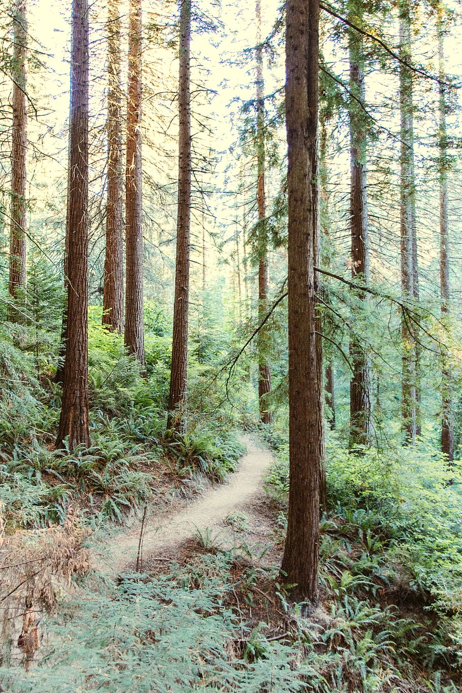 forest during daytime, plant, vegetation, tree, land, outdoors HD wallpaper