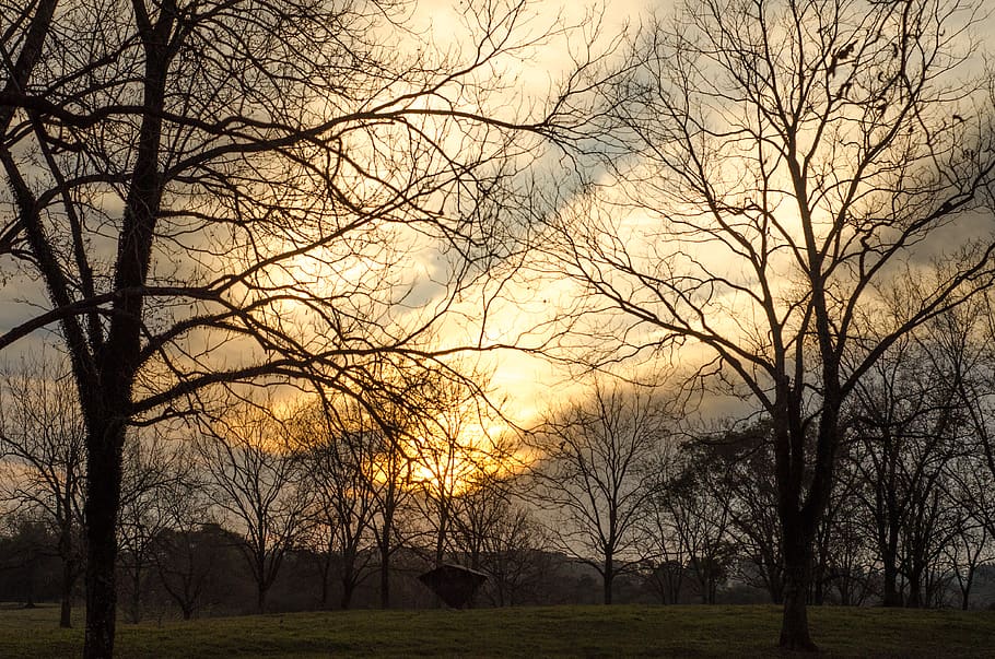 forest, trees, sunset, autumn, branches, death, bare tree, plant HD wallpaper