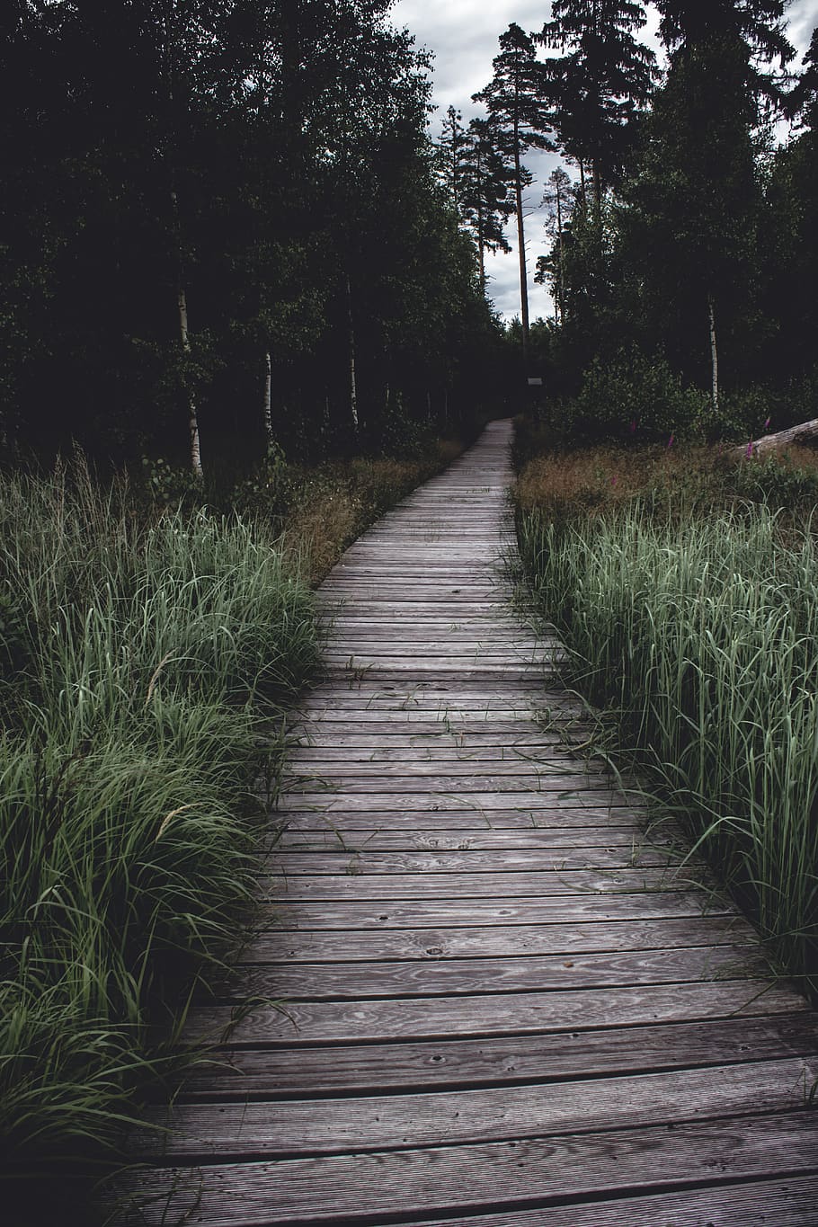 pathway between grass, bridge, building, boardwalk, germany, thuringia HD wallpaper