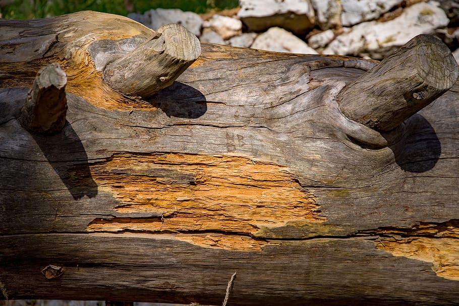 wood, cedar, tree, texture, rock, textured, wood - material HD wallpaper