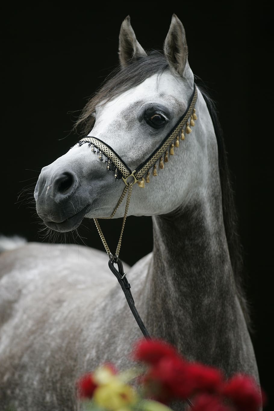 Premium AI Image | Gracefully Defying Gravity The Ethereal Monotone Beauty  of a BlueTouched White Arabian Horse in Mi
