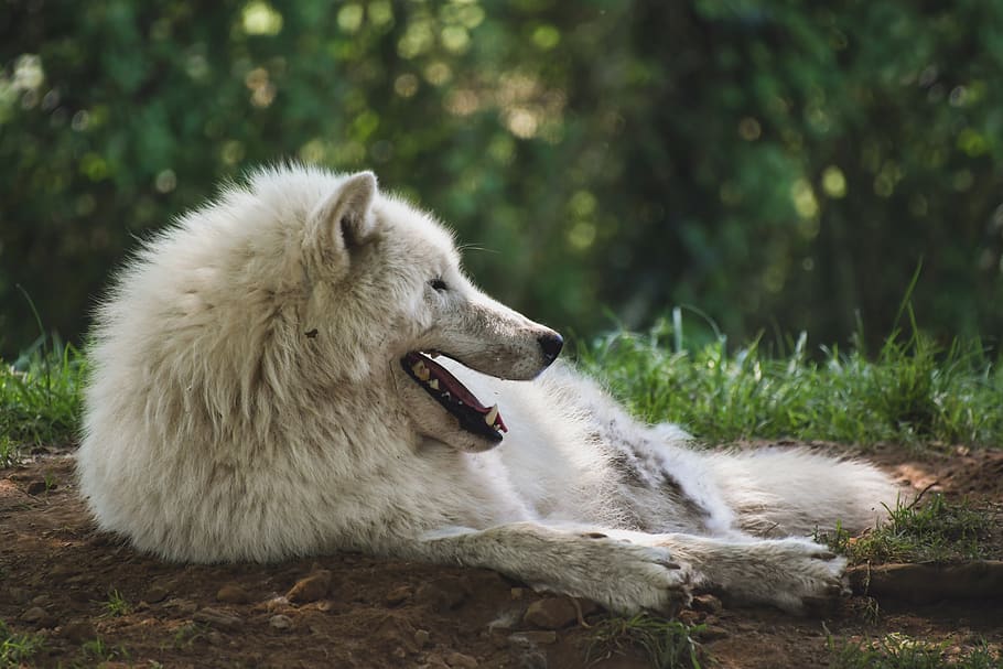 wolf, arctic, white, predator, lying, animal, wild, forest HD wallpaper