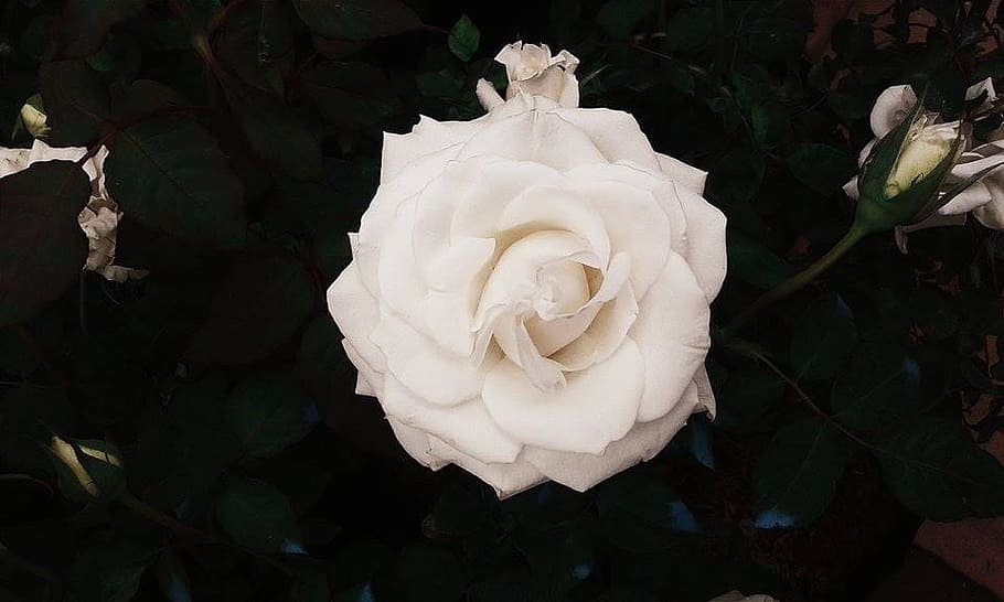 black, bloom, blossoms, flowers, roses, white, flowering plant HD wallpaper