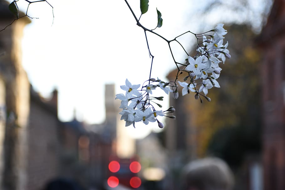 bokeh, flowers, plant, flowering plant, fragility, focus on foreground HD wallpaper