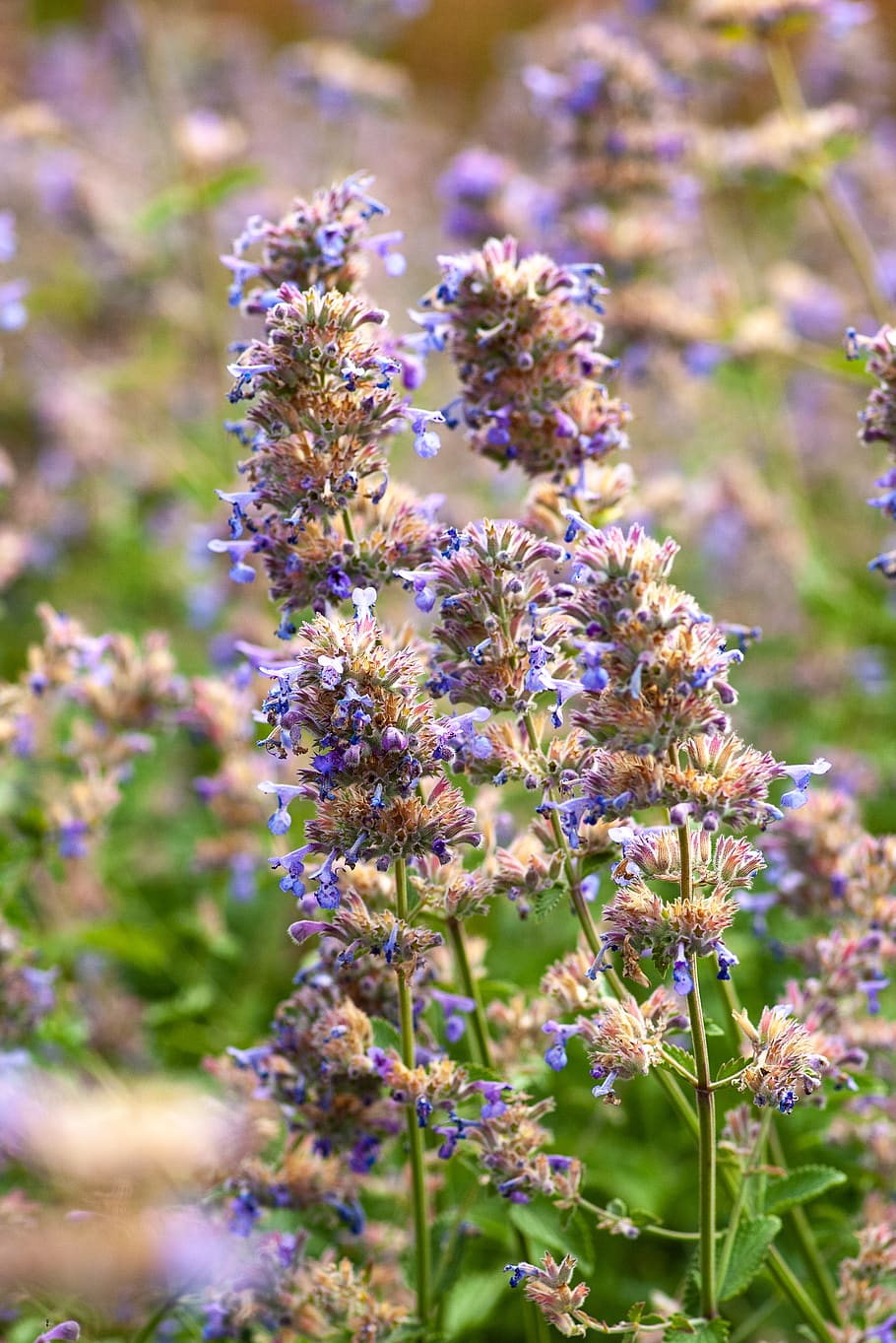 flower, flowering plant, fragility, vulnerability, growth, freshness HD wallpaper
