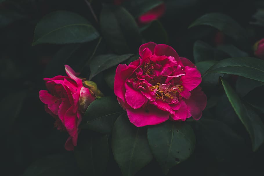 flower, flowering plant, beauty in nature, petal, freshness HD wallpaper