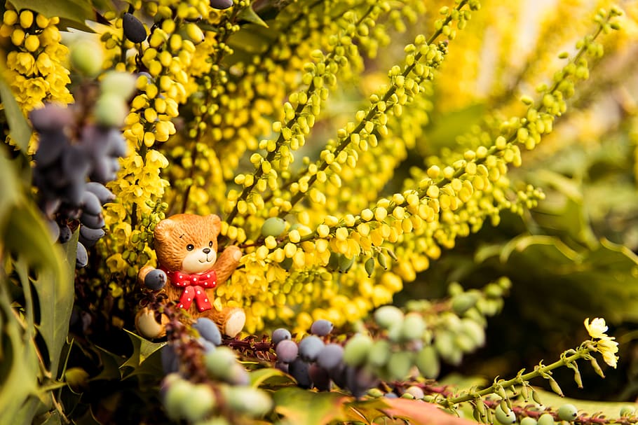 Closeup Photography of Brown Bear Figurine on Yellow Petaled Flowers HD wallpaper