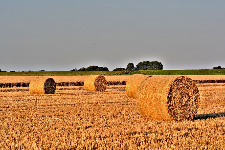 straw bales, harvest time, agriculture, cattle feed, stubble, HD wallpaper