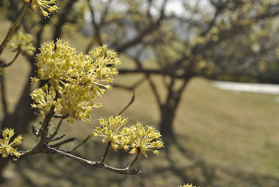 cornus, flowers, yellow, spring flowers, garden, flowering HD wallpaper