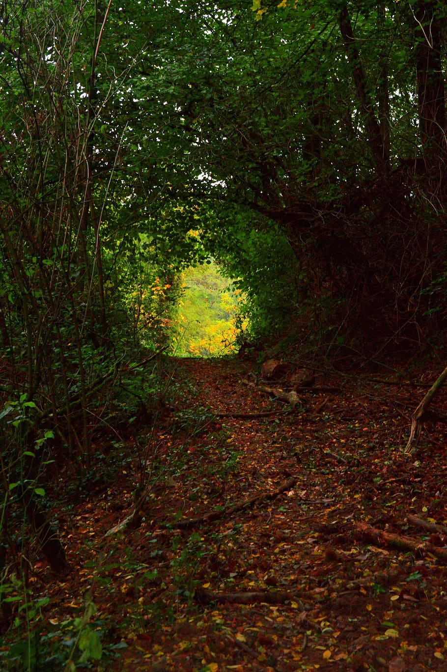 forest, trees, autumn, landscape, nature, plant, growth, direction, HD wallpaper