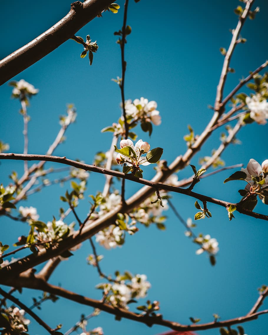 blooming pink cherry blossoms, plant, flower, pollen, spring HD wallpaper
