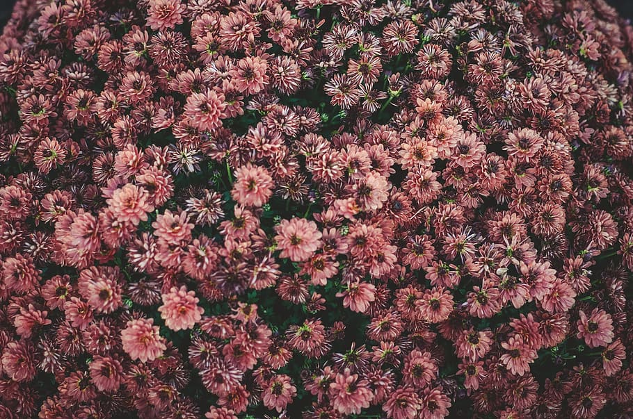flowers, petals, pink, spring, flowering plant, freshness, backgrounds HD wallpaper