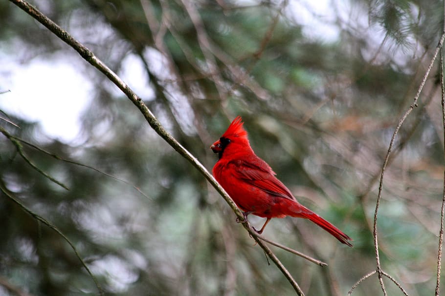 cardinal, bird, red, animal themes, vertebrate, tree, animals in the wild HD wallpaper