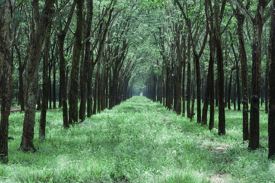 Grass Pathway in the Middle of Trees, branches, daylight, environment HD wallpaper