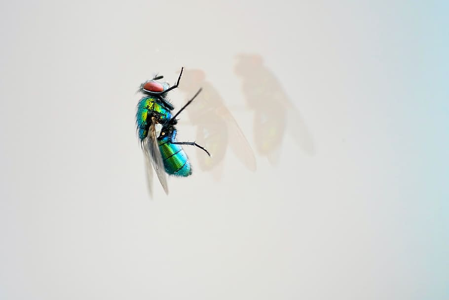 macro, close up, fly, bluebottle, animal world, glass, animal wildlife HD wallpaper