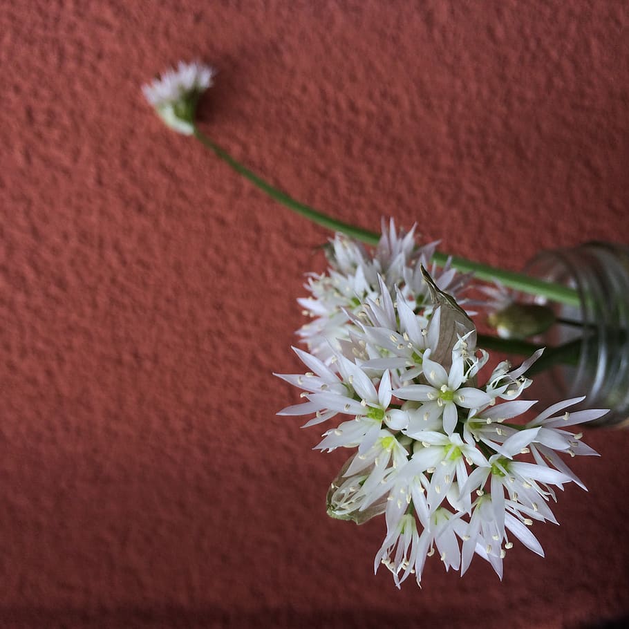 united kingdom, swansea, saint thomas, flower, flowering plant, HD wallpaper