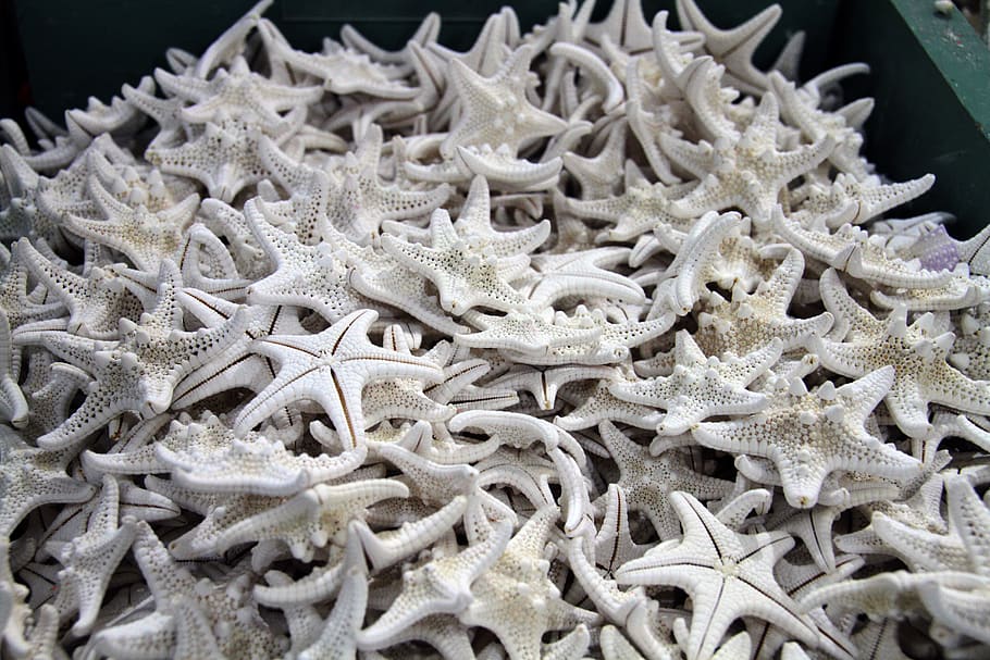 shells, ocean, starfish, caribbean, close-up, no people, indoors HD wallpaper