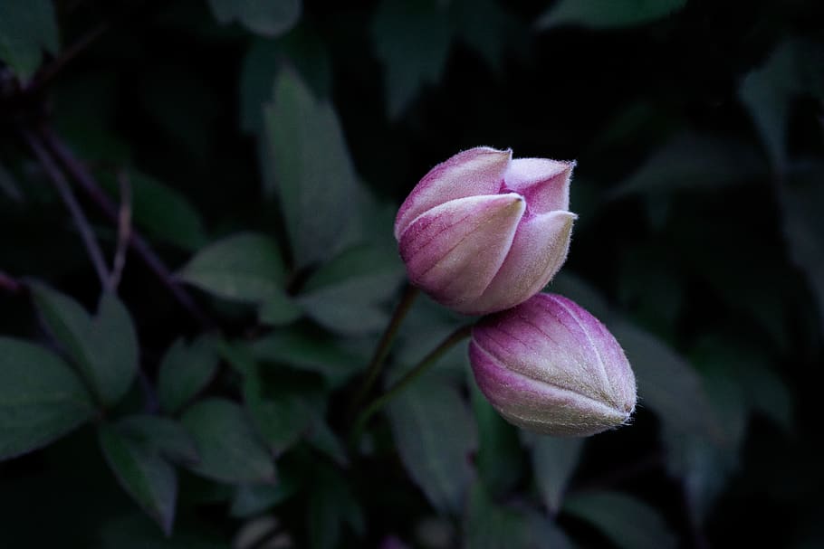 pink flowers buds, flowering plant, freshness, beauty in nature HD wallpaper