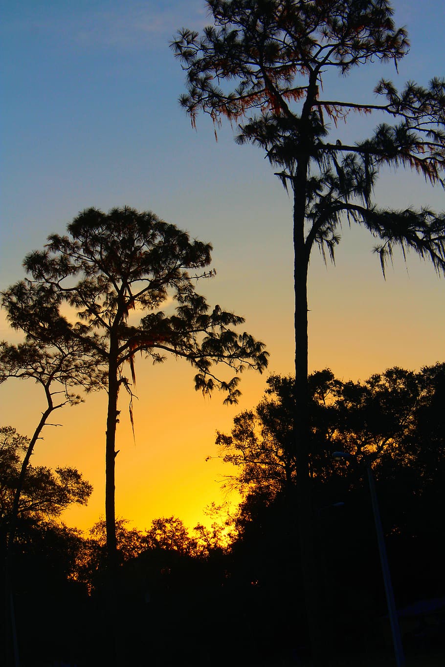 sunrise, twilight, trees, plant, silhouette, sunset, sky, beauty in nature HD wallpaper