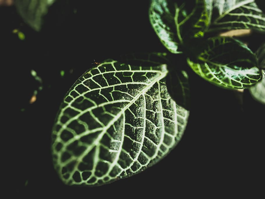 Shallow Photography Of Green Leaf, growth, light, macro, plant HD wallpaper