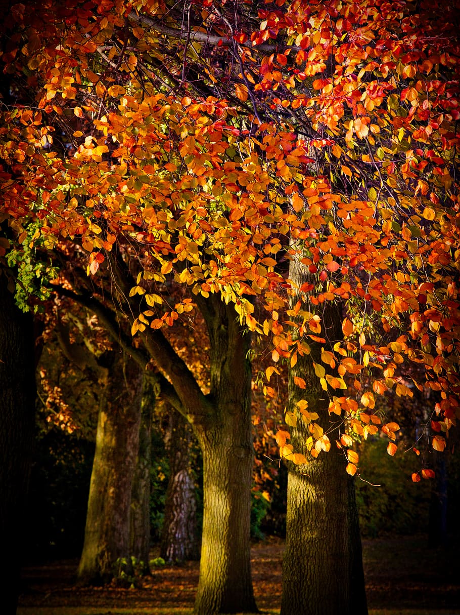 autumn, leaves, tree, beech, mood, autumn colours, yellow, fall color HD wallpaper