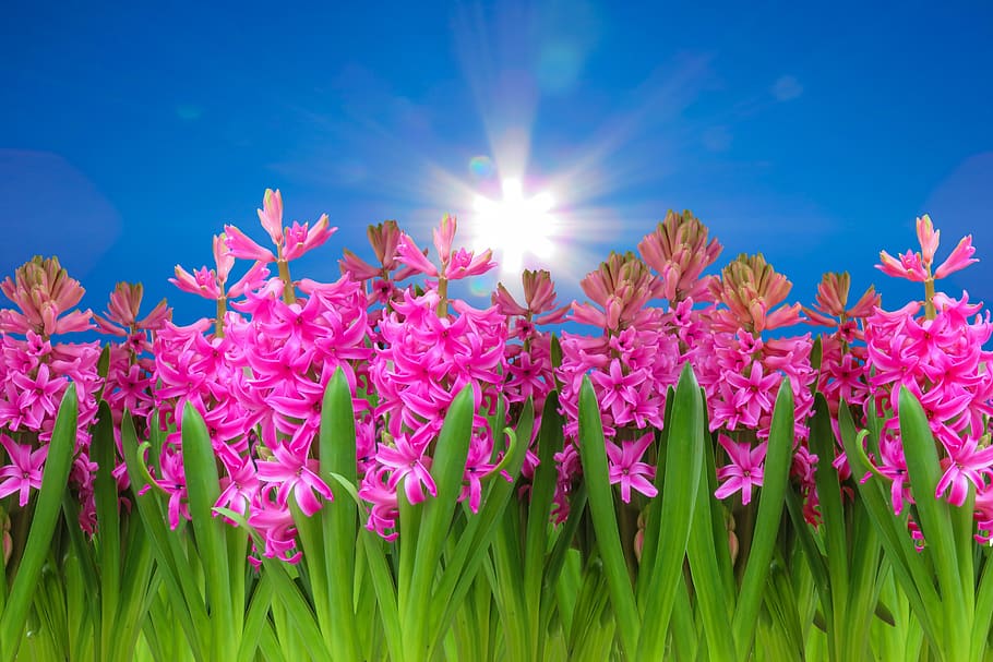 nature, landscape, spring, flowers, sky, clouds, sun, hyacinth HD wallpaper