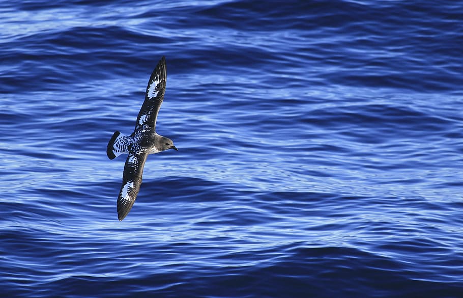 grey bird on flight, water, animals in the wild, waterfront, sea HD wallpaper