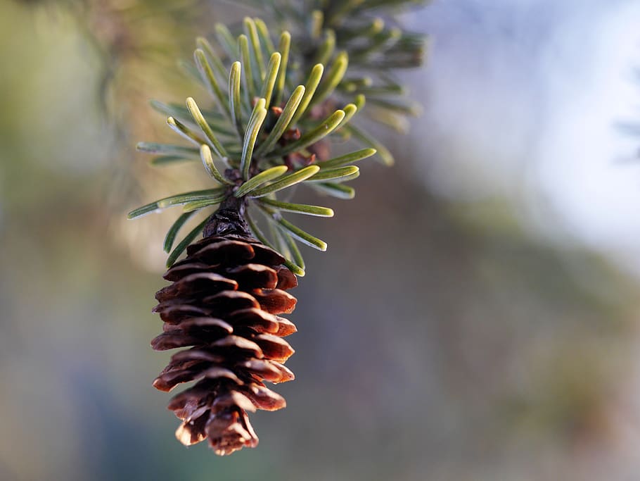nature, fresh, spring, pine, pine cone, tree, plant, growth HD wallpaper