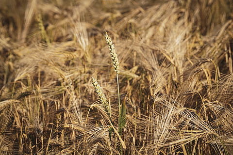 wheat, grain, cereals, field, summer, agriculture, wheat field HD wallpaper