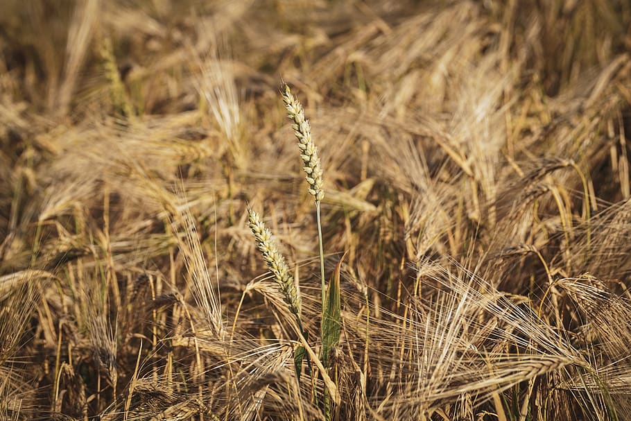 wheat, grain, cereals, field, summer, agriculture, wheat field HD wallpaper