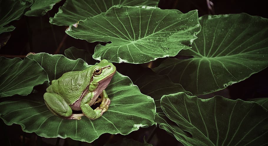 frog, plant, green, nature, pond, water, animal, amphibians HD wallpaper
