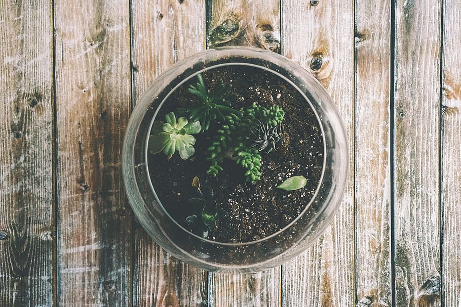 Clear Glass Terrarium With Green Leafed Plant, botanical, colors HD wallpaper