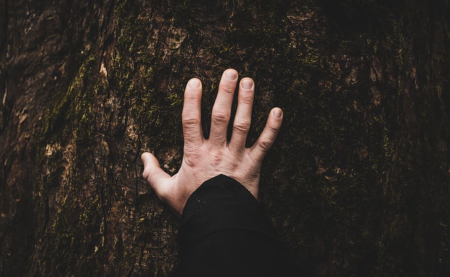 tree, plant, hand, finger, human hand, human body part, real people HD wallpaper