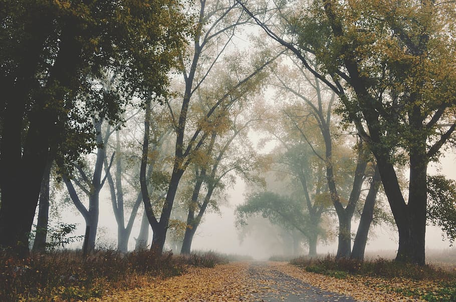 fog, autumn, trees, arch, road, yellow, leaves, mystic, branch HD wallpaper