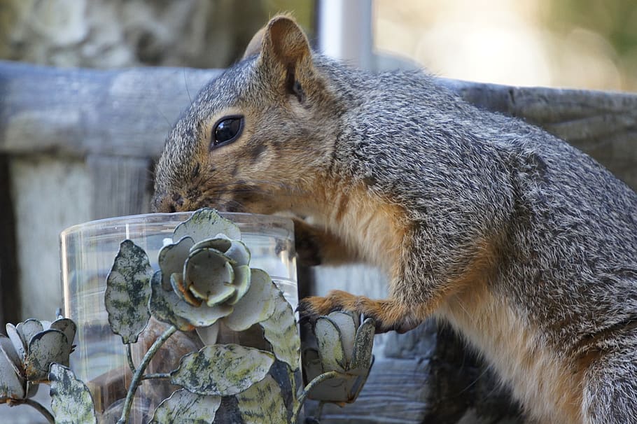 squirrel, animal, animal themes, mammal, rodent, animal wildlife HD wallpaper