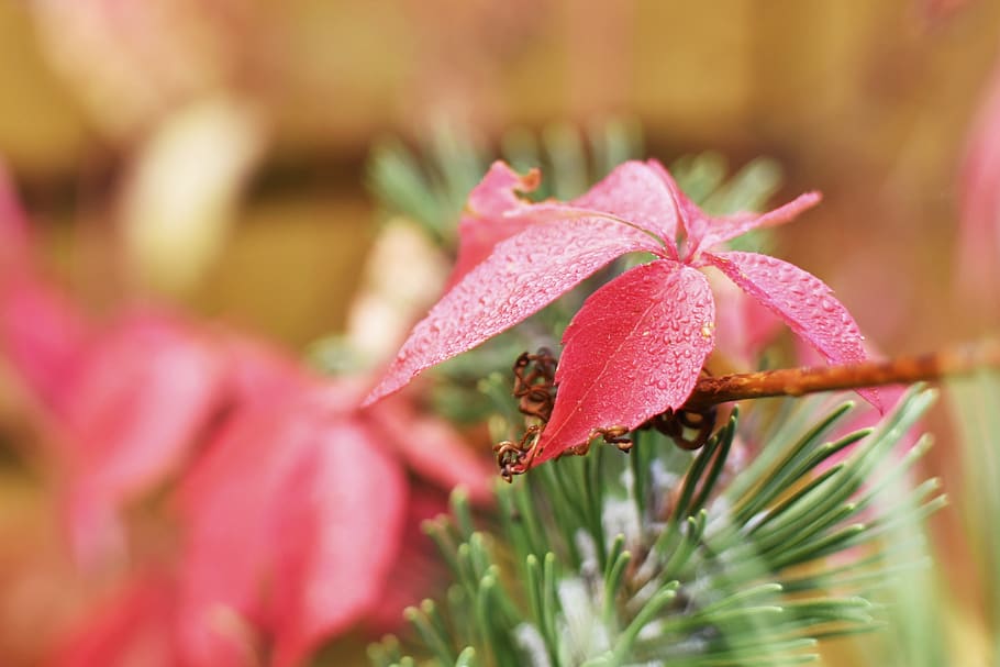 bindweed, red leaf, leaves, nature, autumn, colorful, dew, background HD wallpaper