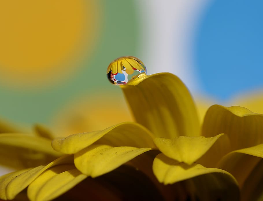 drops, water, macro, flower, refractive, petals, yellow, cool wallpaper HD wallpaper