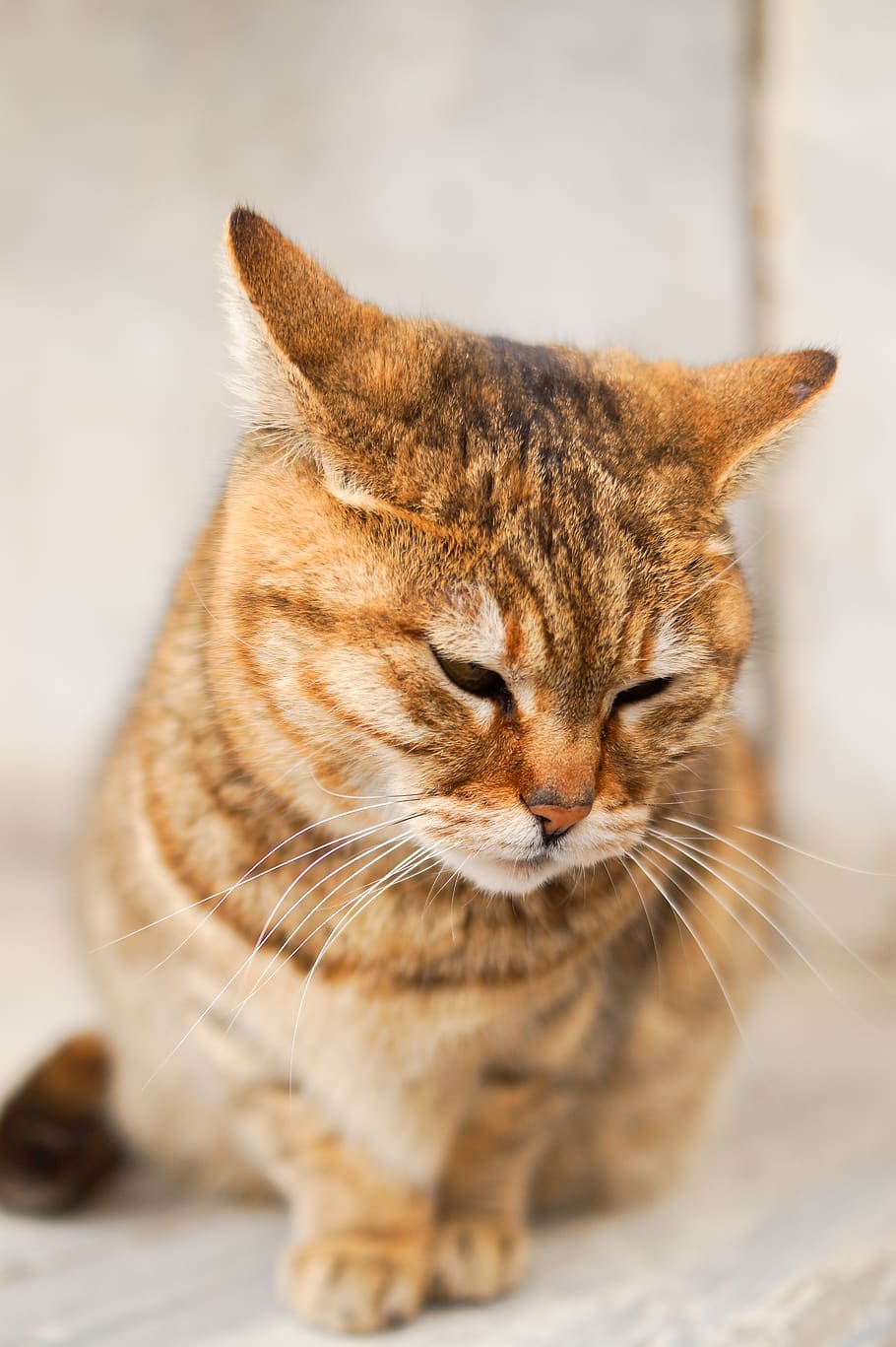selective focus photo of brown tabby cat, animal, pet, abyssinian