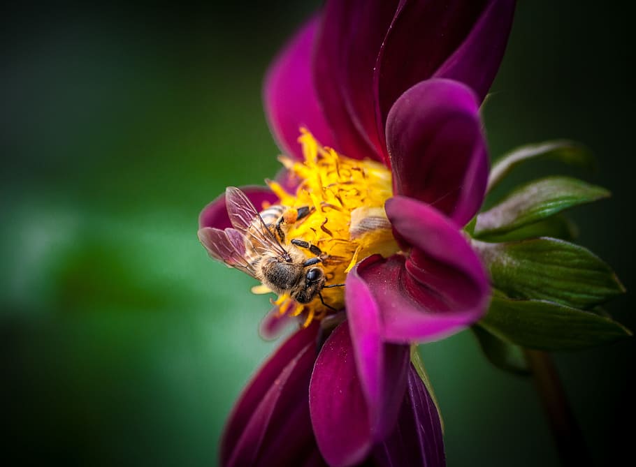Closeup Photo of Bee on Pink and Yellow Petaled Flower, beautiful HD wallpaper