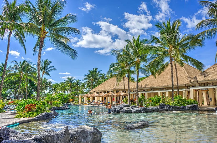 Green Palm Tree Near Water, architecture, coconut trees, fun HD wallpaper