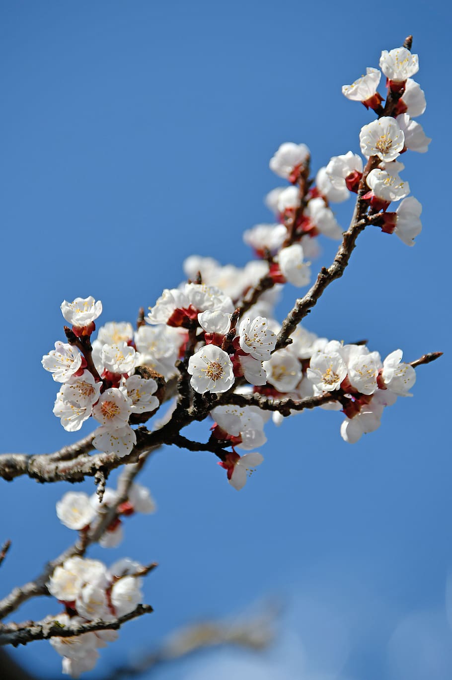 spring, cherry blossom, bloom, white flower, branch, blooms at HD wallpaper