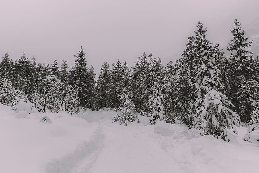 Snow Covered Trees, cold, conifer, desktop wallpaper, evergreen HD wallpaper