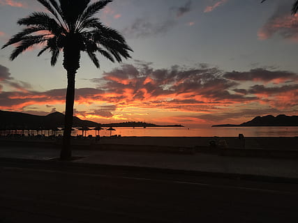 spain, port de pollença, sunset, sky, tropical climate, palm tree HD wallpaper