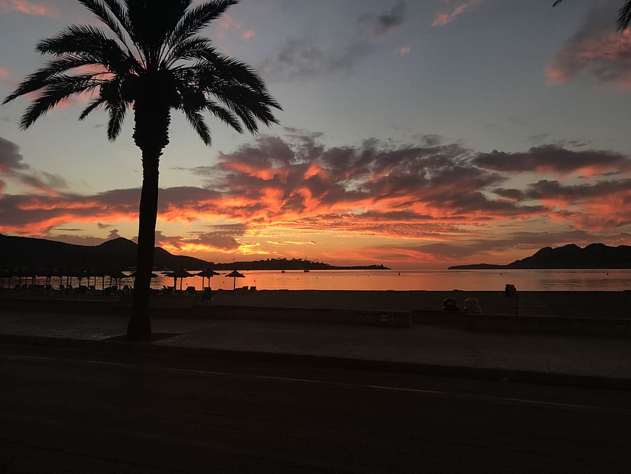 spain, port de pollença, sunset, sky, tropical climate, palm tree HD wallpaper