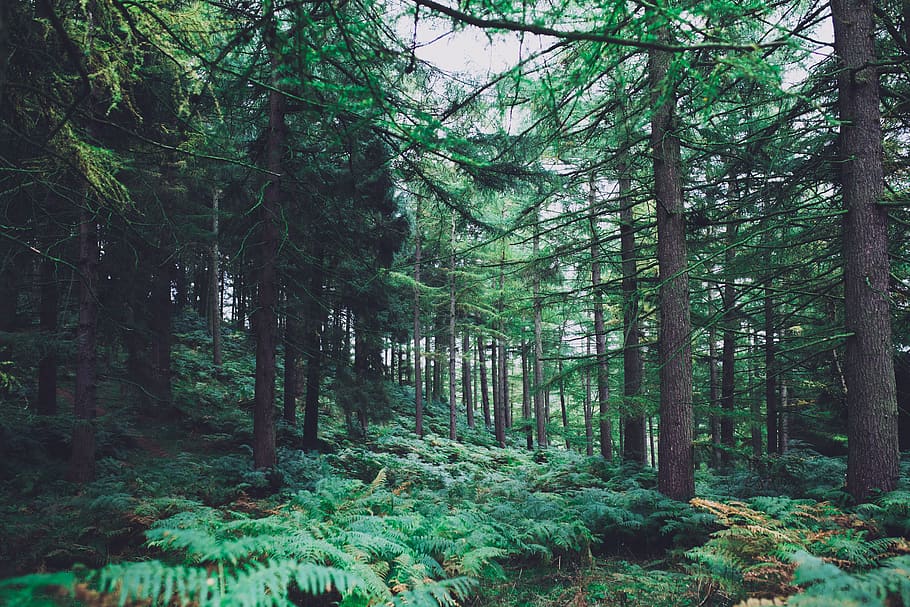 green foliage forest, tree, plant, land, tranquility, growth HD wallpaper
