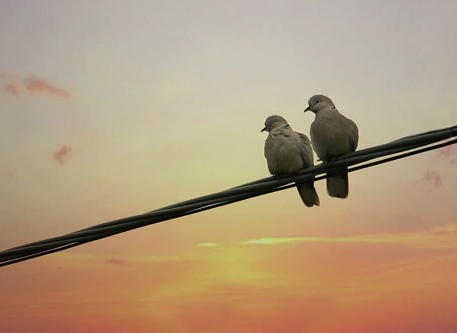 pigeons, birds, two, pair, love, mating, sunrise, vertebrate HD wallpaper