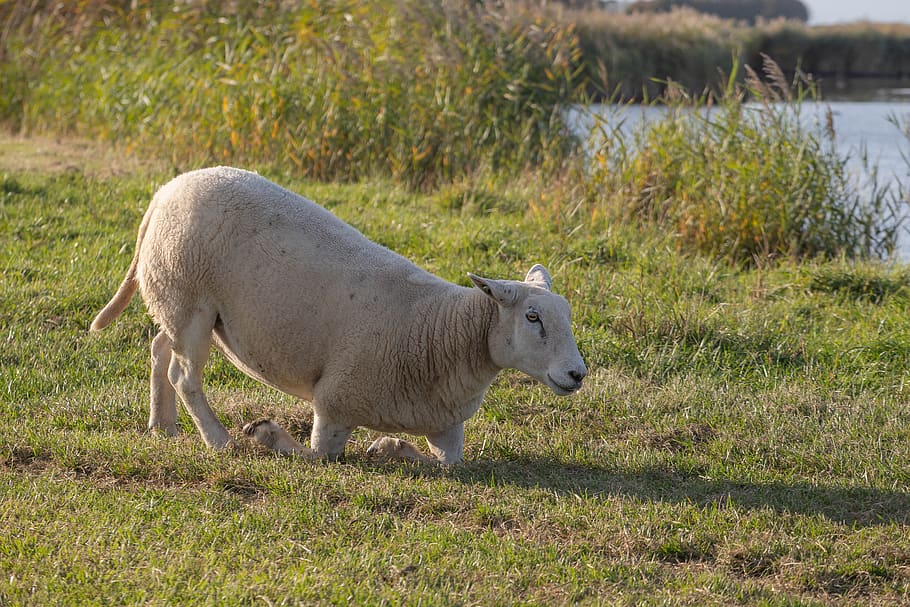 sheep, wool, white, cattle, animal, meadow, mammal, grass, farm HD wallpaper